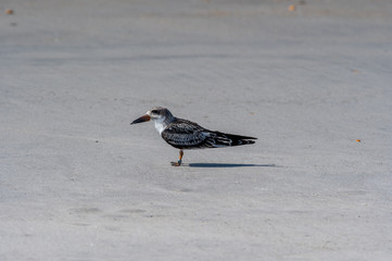 Black Skimmer Chick