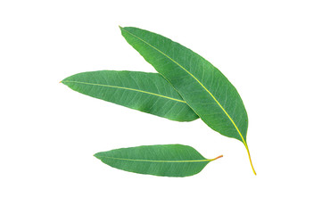 Eucalyptus leaves  isolated on white background . top view