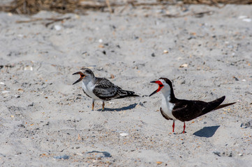 Learning to Squawk