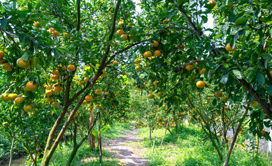 Fototapeta premium Ripe Tangerines hanging from branches, fresh ripe fruits are pink in the harvest. This is a specialty fruit in the West of Vietnam