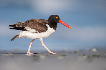 American Oystercatcher