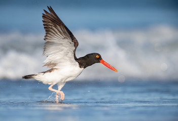 American Oystercatcher