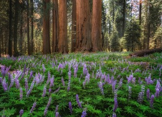 Giant Sequoia and Lupine