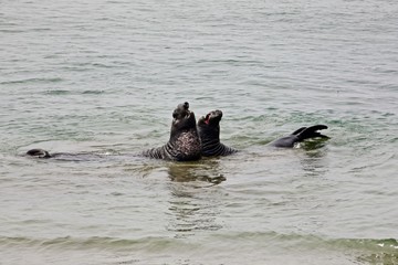 a pair of young elephant seal bulls spar on the central california coast just north of san simeon during summer of 2019