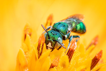 Image of Ceratina (Pithitis) smaragdula on yellow flower pollen collects nectar on a natural background. Bee. Insect. Animal.