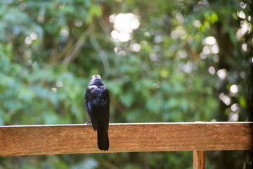 Black butcherbird sitting on a fence near Kuranda in Tropical North Queensland, Australia