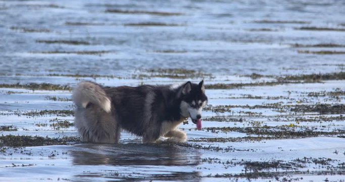 Husky wolf dog breed walking in shallow water wagging tail slow motion