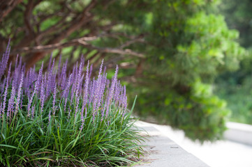 Broadleaf Liriope