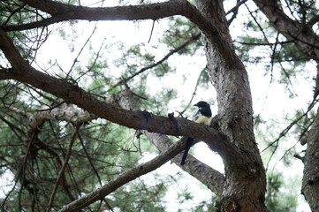 Bird sitting on a branch