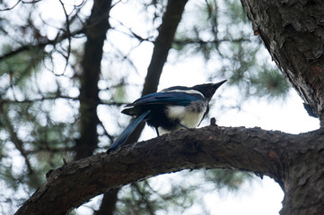 Bird sitting on a branch