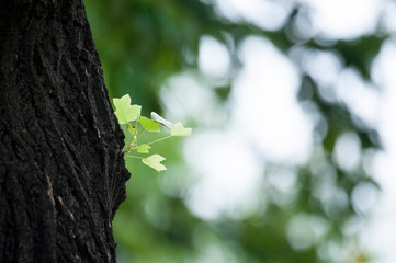  New shoots that bloom in old trees