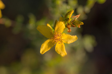 hypericum on a summer day