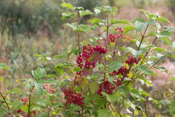 branches of viburnum