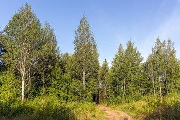 landscape with dirt road