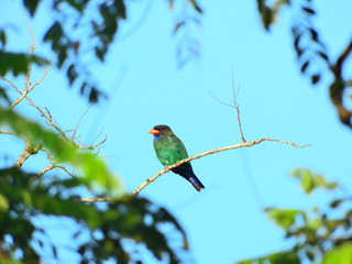 Dollarbird looking for food