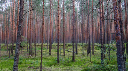 Pine forest picturesque view. Summer nature landscape. Russia