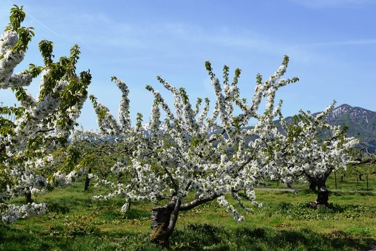 Die 665 Besten Bilder Stock Fotos Und Vektorgrafiken Zu 林檎畑 Adobe Stock