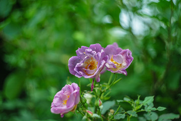 Fototapeta na wymiar ブルーフォーユー 透明感のある背景の紫のバラ