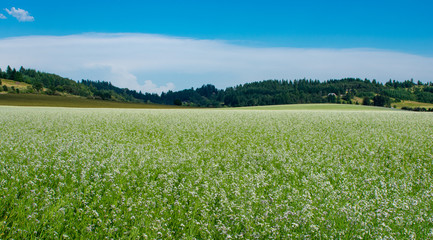 A blooming field of radish seed is mixed white blooms and green leaves and stems, with forested hills in the background under a blue sky.
