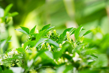 The leaves of orange jessamine flowers, white flowers that are fragrant. selective focus.