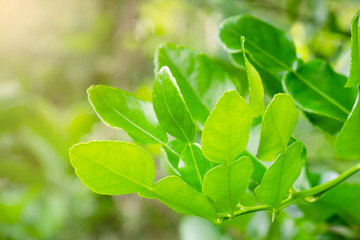 Green kaffir lime leaves are perfect in the rainy season.