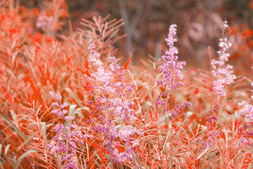 Beautiful Red grass flower, Customize the color and light with Photoshop