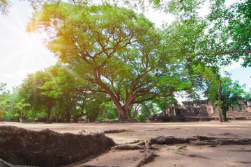 Fototapeta premium A big green tree that is hundreds of years old Shady. Abstract blur and Soft Focus