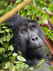 Silver Back Gorilla in natural habitat in Uganda. 
