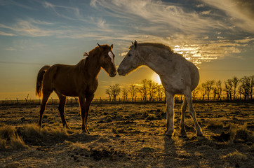Dos siluetas de caballos de pie al atardecer  © Muñoz Docampo