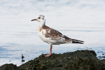 Mewa na bałtyckiej plaży 