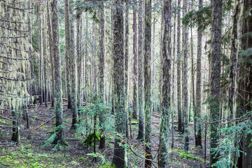 Green forest