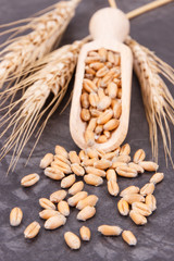 Heap of rye or wheat grains and ears of cereal