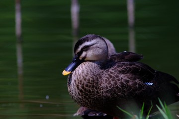 portrait of duck