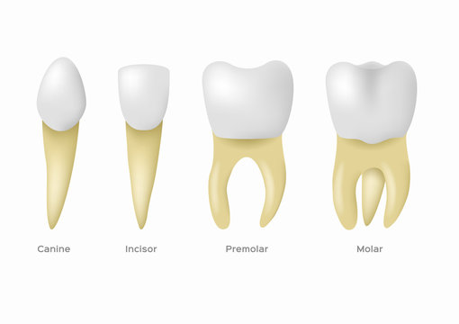 teeth types / human anatomy and bone
