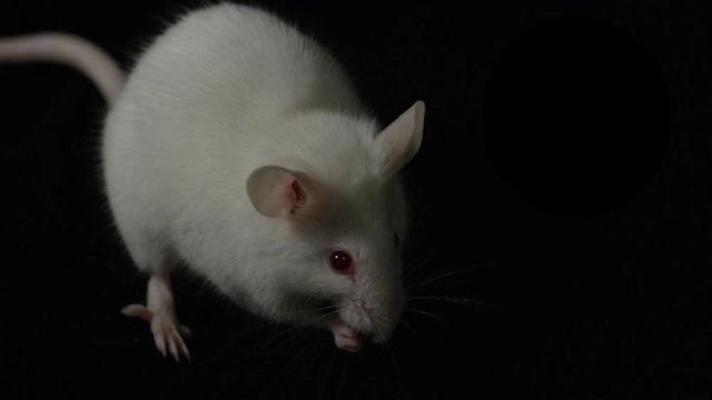 Lab rat in scientific experiments