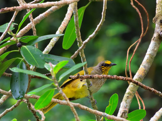 Strip-throated Bulbul
