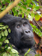 Silver Back Gorilla in natural habitat in Uganda