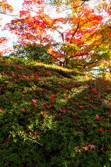 日差しで輝くこうよと苔の上に落ちた紅葉