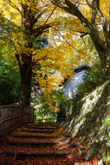 山奥の黄色い葉っぱの階段