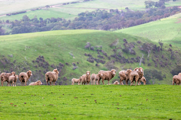 Obraz premium Sheep and baby lambs on a green field with rolling mountains in the background in myponga south australia on the 16th July 2019
