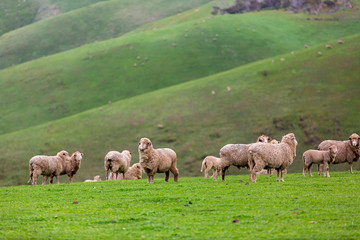 Naklejka na ściany i meble Sheep and baby lambs on a green field with rolling mountains in the background in myponga south australia on the 16th July 2019