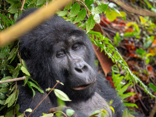 Silver Back Gorilla in natural habitat in Uganda