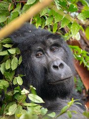Silver Back Gorilla in natural habitat in Uganda