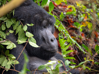 Silver Back Gorilla in natural habitat in Uganda