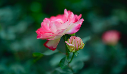 rose, flower, pink, nature, garden, plant, green, red, beautiful, bloom, blossom, flowers, petal, beauty, love, flora, petals, roses, macro, bud, spring, floral, leaf, bright, leaves