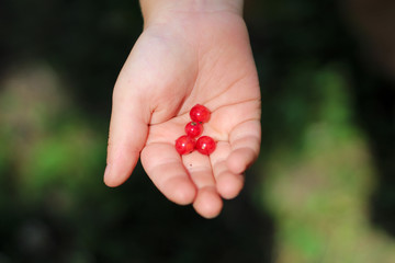 children's outstretched palm with red currant berries on it