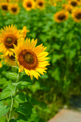 太陽に向かってまっすぐ伸びる元気なひまわり