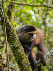 Golden Monkey in the Virunga volcanic mountains of Central Africa