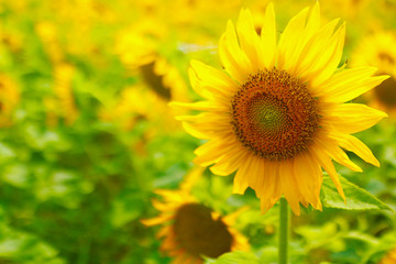 sunflower - Korean flower