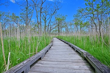 Obraz premium 釧路湿原の森と湿原のコラボ情景＠北海道